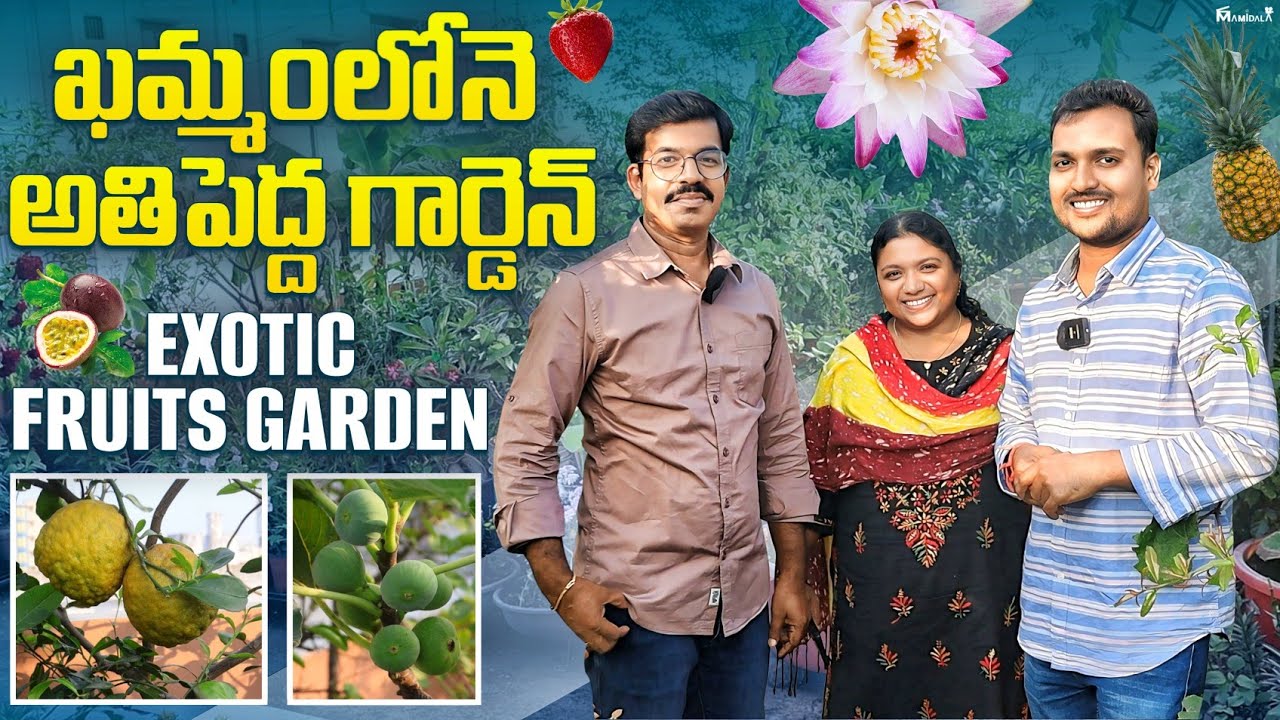 ఖమ్మంలోనే అతిపెద్ద గార్డెన్ అన్నీ exotic ఫ్రూట్ Srinivas Terrace Garden