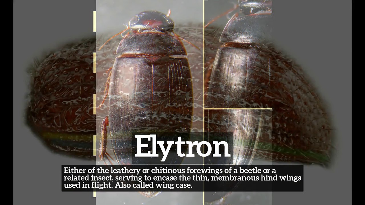 How to Say Elytron in English? | What is Elytron? | How Does Elytron Look?
