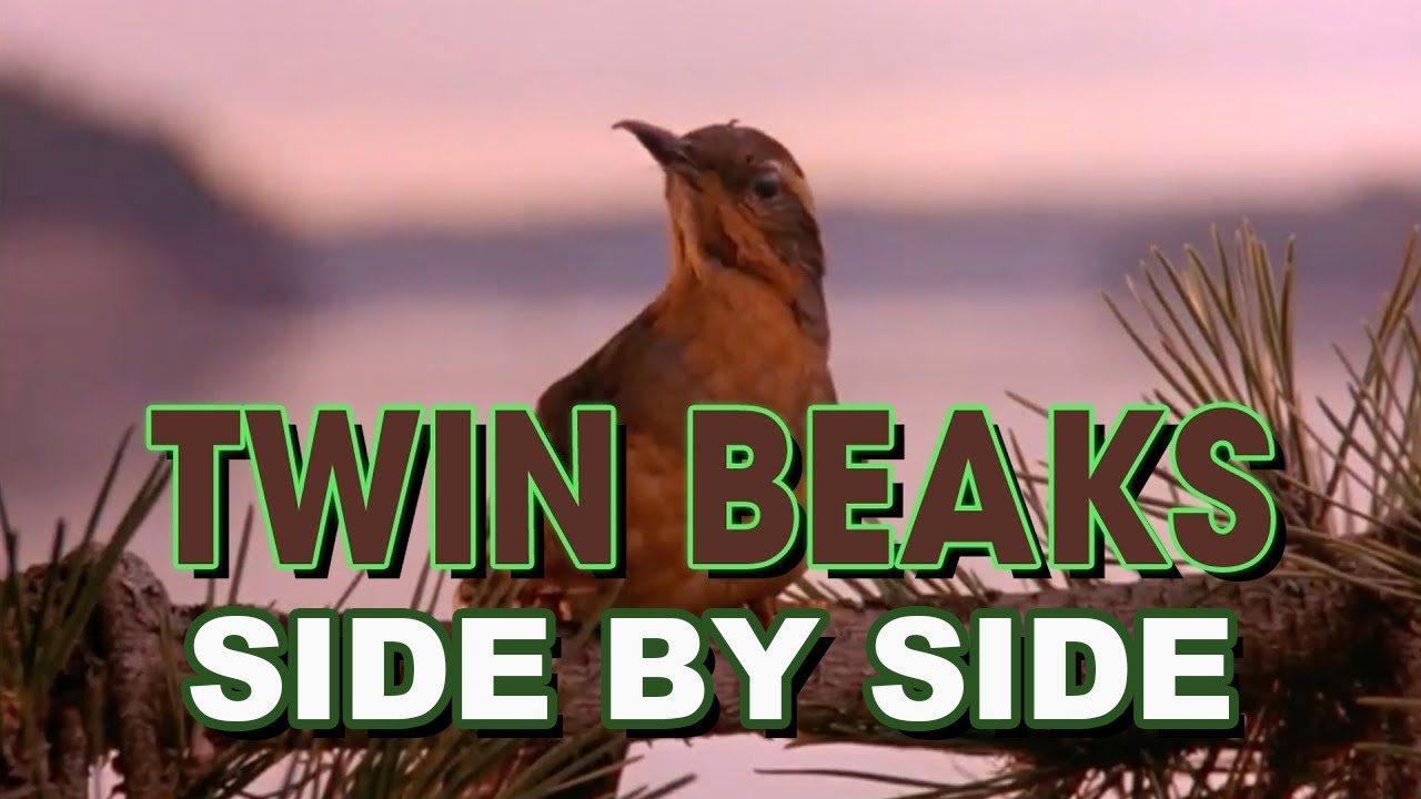 Twin Peaks but it's Only Birds (side by side)