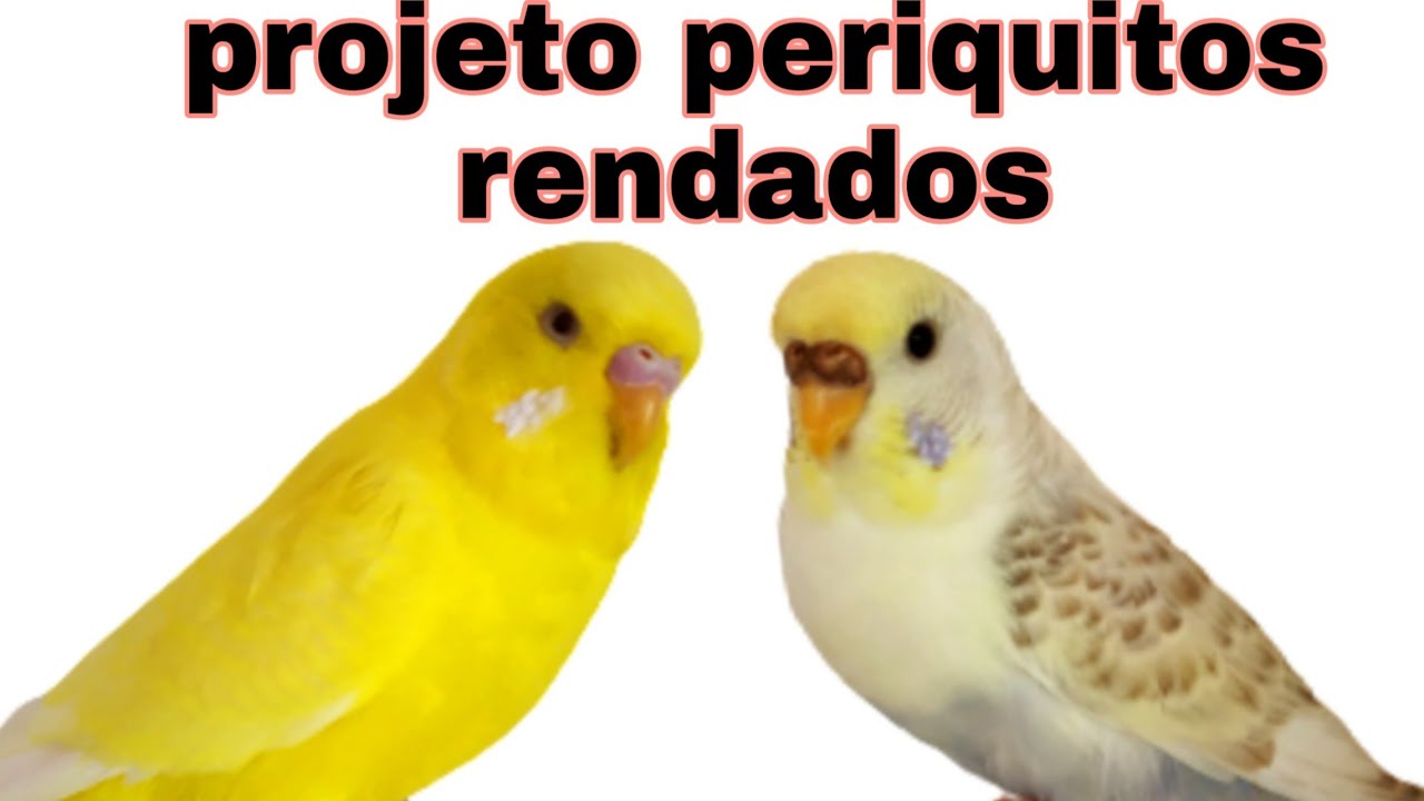 Projeto periquitos rendados