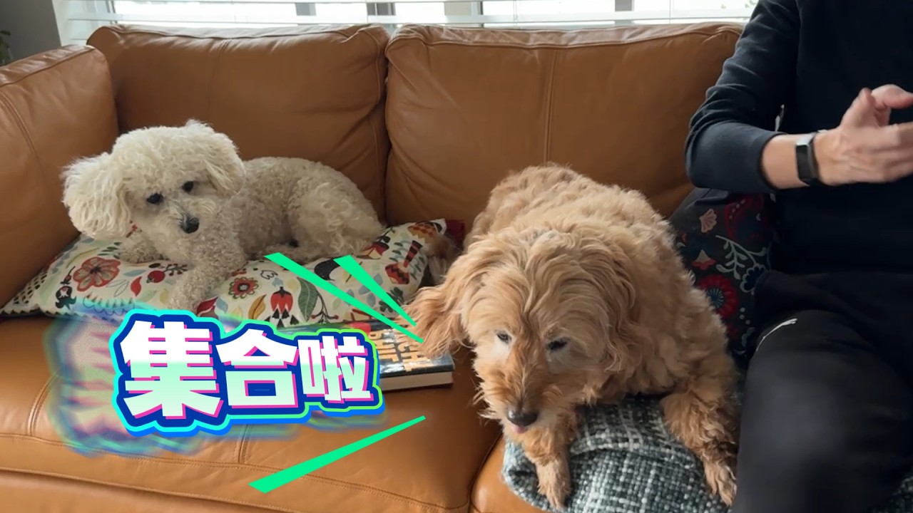 听口令集合 一起去买菜