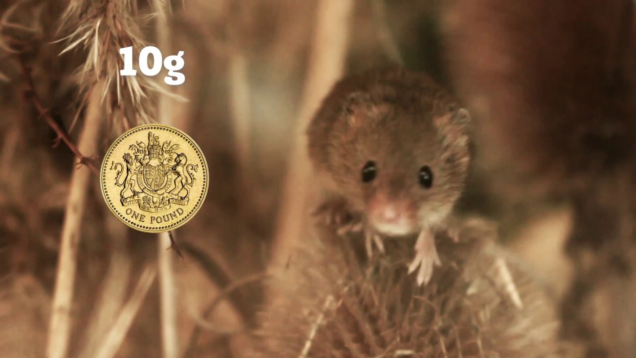 MND &ndash; Amanda Lloyd talks about harvest mice