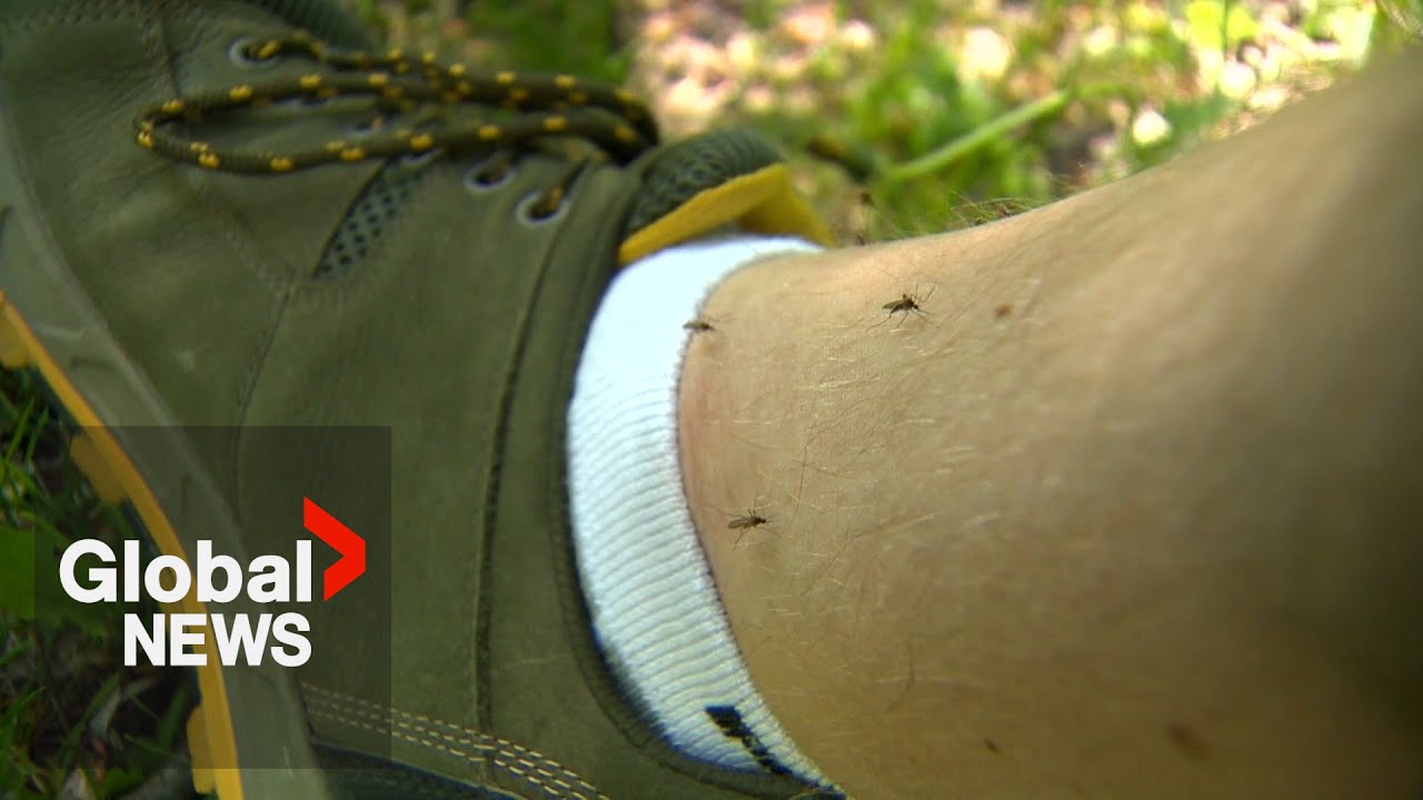 Insect-transmitted Oropouche virus spreading at 