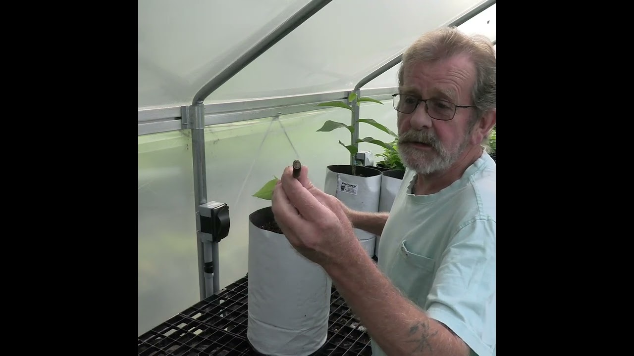 Dealing with failed pawpaw grafts @pawpawchronicles-n-morewit1210 