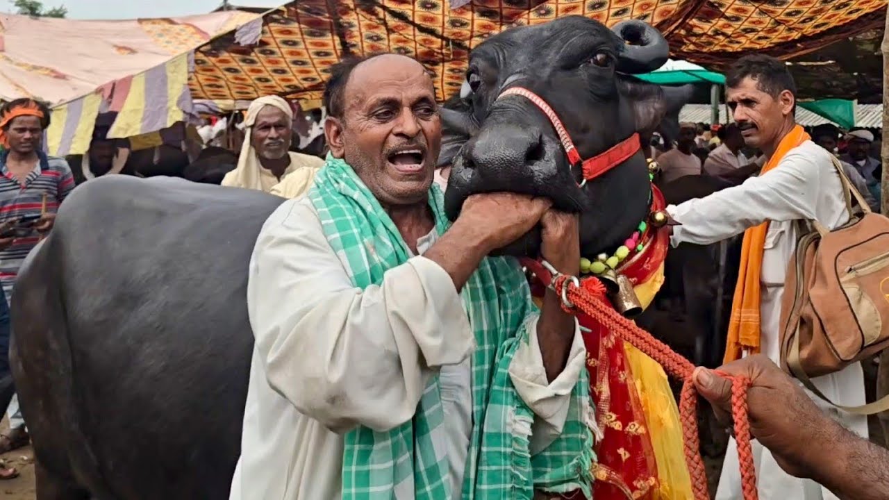 👋आज पांच लाख रुपए की भैंस बिकने पहुंची दिलदारनगर के पशु मंडी में | Bipin Singh Dildarnagar | Bhains