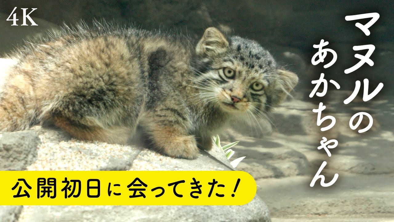 マヌルネコの4匹の赤ちゃん初お披露目【神戸どうぶつ王国】