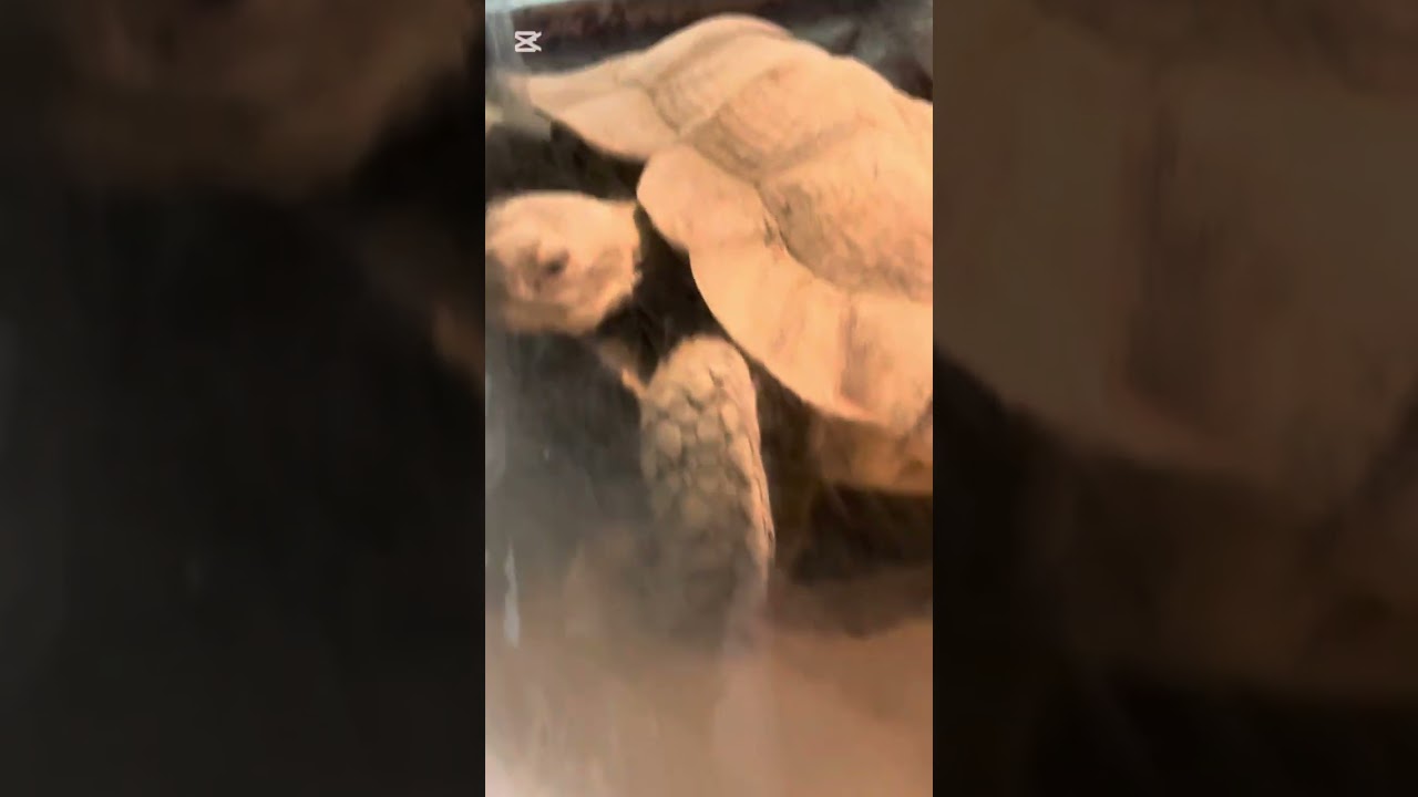 Zoo in china part-96 🇨🇳 🇳🇵 