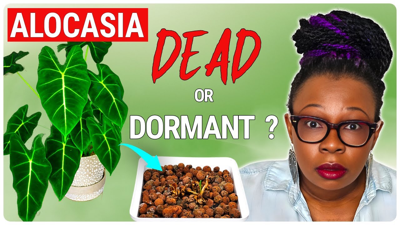 Alocasia Dormancy: The Winter Truth (How I Keep My Plants Alive)