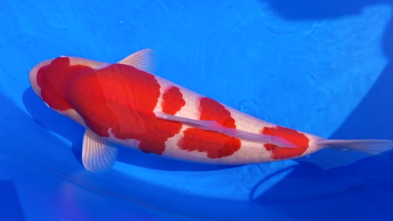 35th All Japan Young Koi Show 2018 - Japan