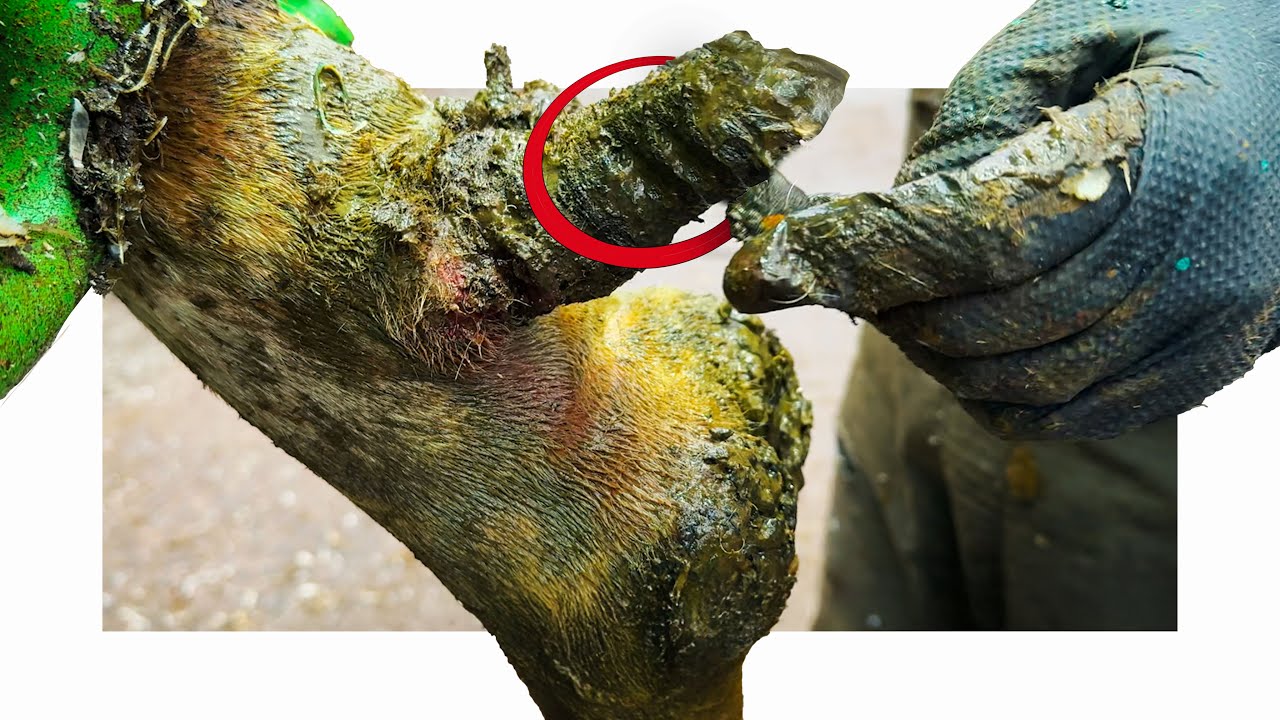 this HUGE DEW CLAW was causing a REAL PROBLEM!