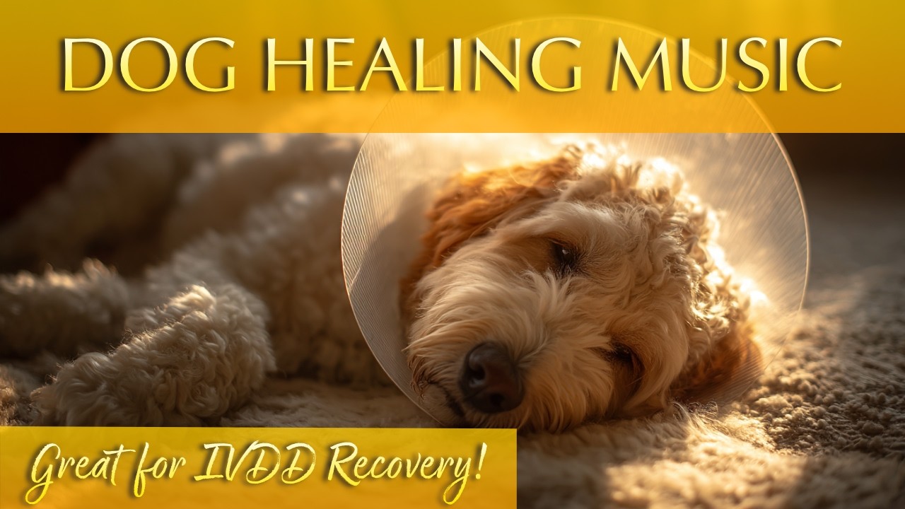 Healing Sleep Music for Dogs and Their Humans 💚 528Hz Frequencies That Calm & Restore