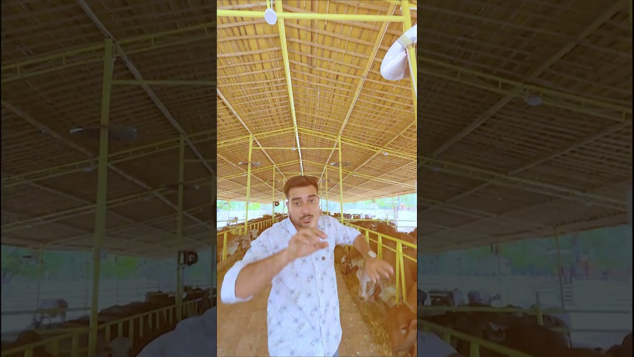 सस्ता डेयरी फार्म शैड कैसे बनाएं | sabse sasta dairy farm shed design