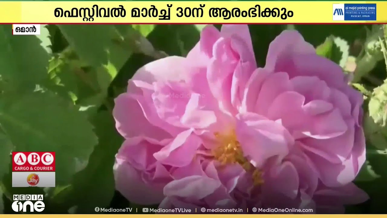 കുന്നിൻമുകളിൽ പൂത്തലഞ്ഞു നിൽക്കുന്ന റോസാപ്പൂക്കൾ: ഒമാനിലെ റോസ് ഫെസ്റ്റിവൽ മാർച്ച് 30ന് ആരംഭിക്കും