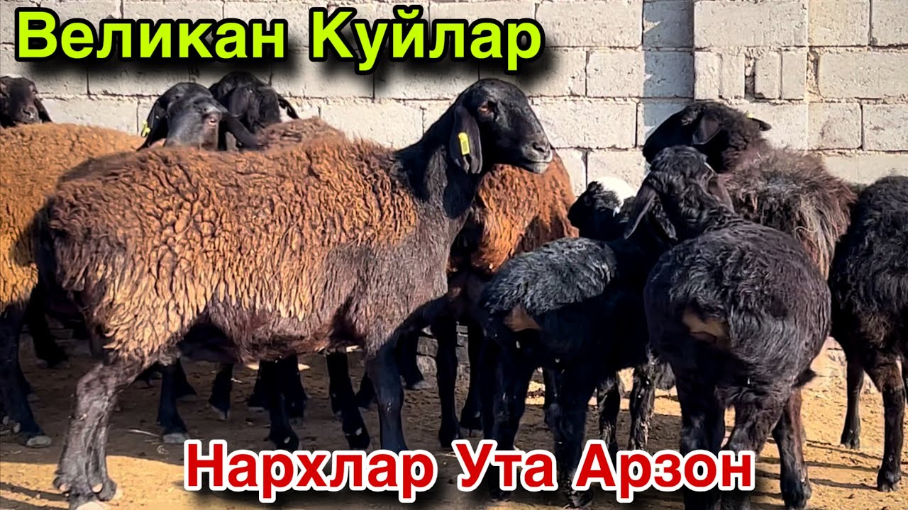 Урааа Арзон Булди! ☎️+998 99  152   14  83