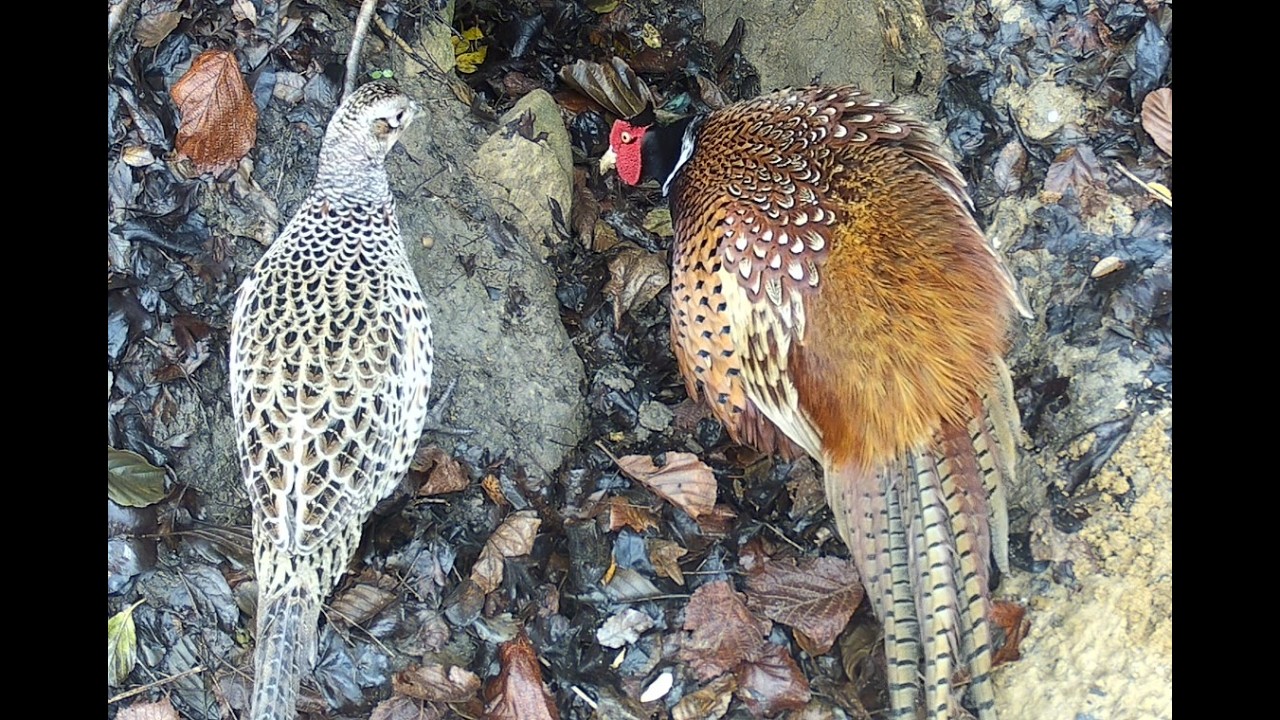 Pheasant pair meets at the Badger Den