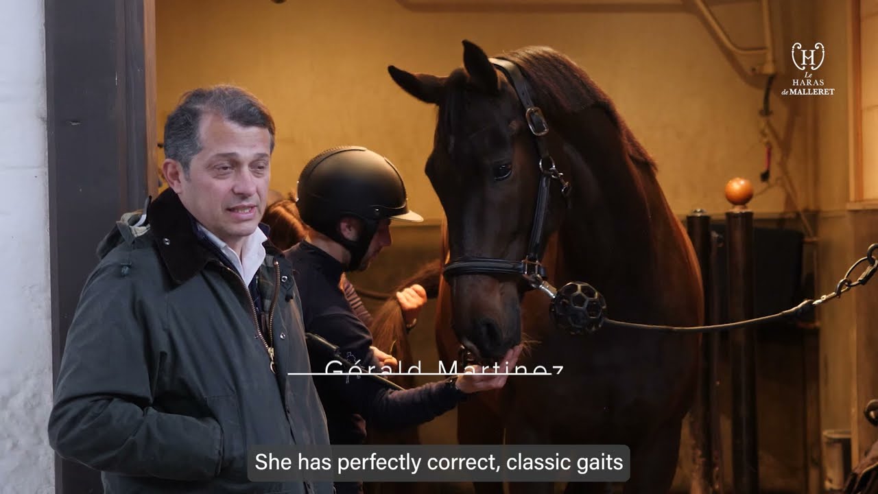 DRESSAGE HORSE FOR SALE / RENAISSANCE DE MALLERET TS