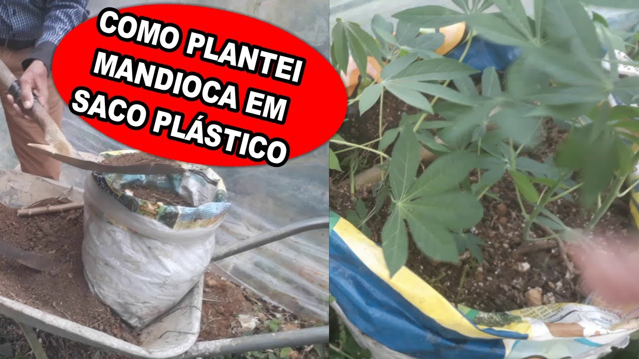 como plantei rama de mandioca no saco plástico
