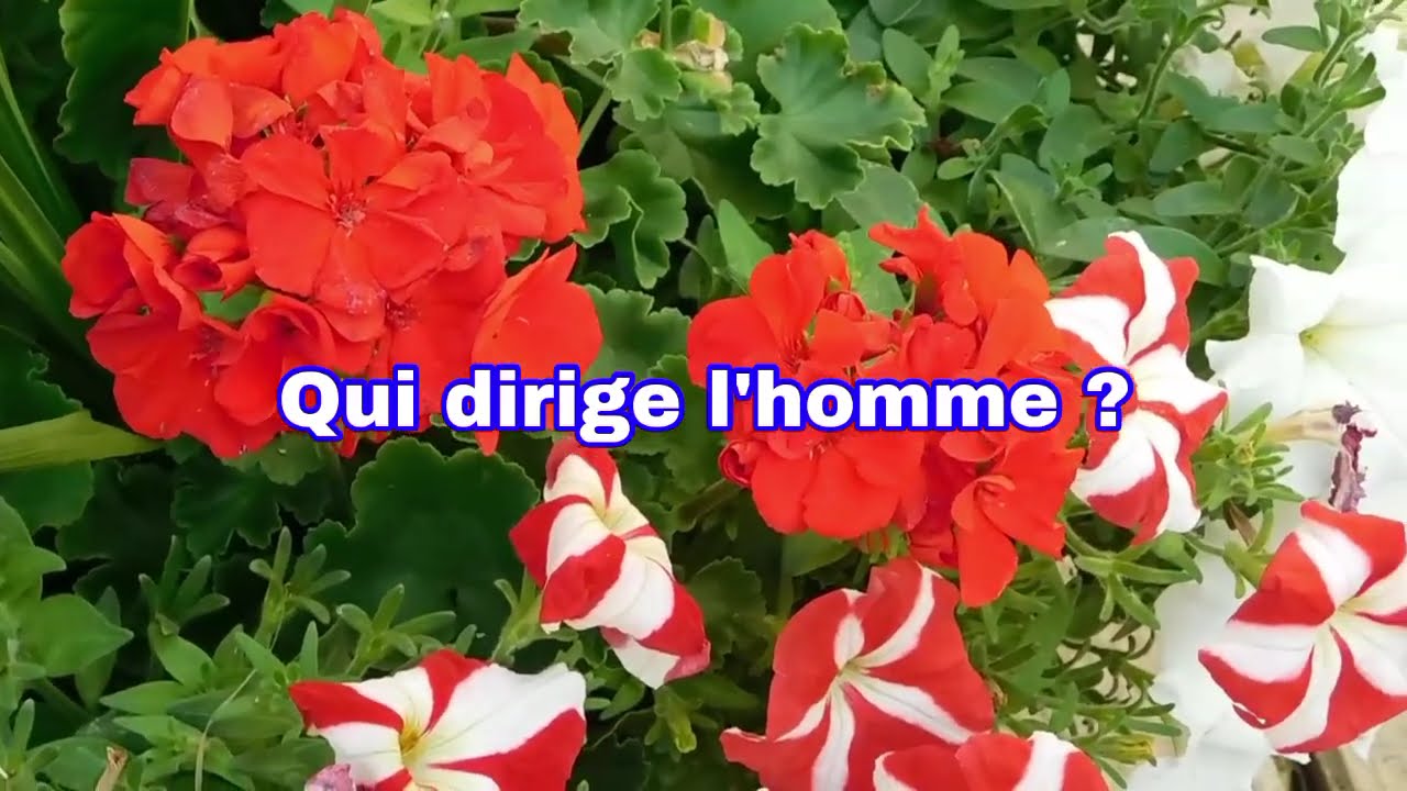 Que faire lorsqu'on est découragé ? | Pasteur Marcello Tunasi