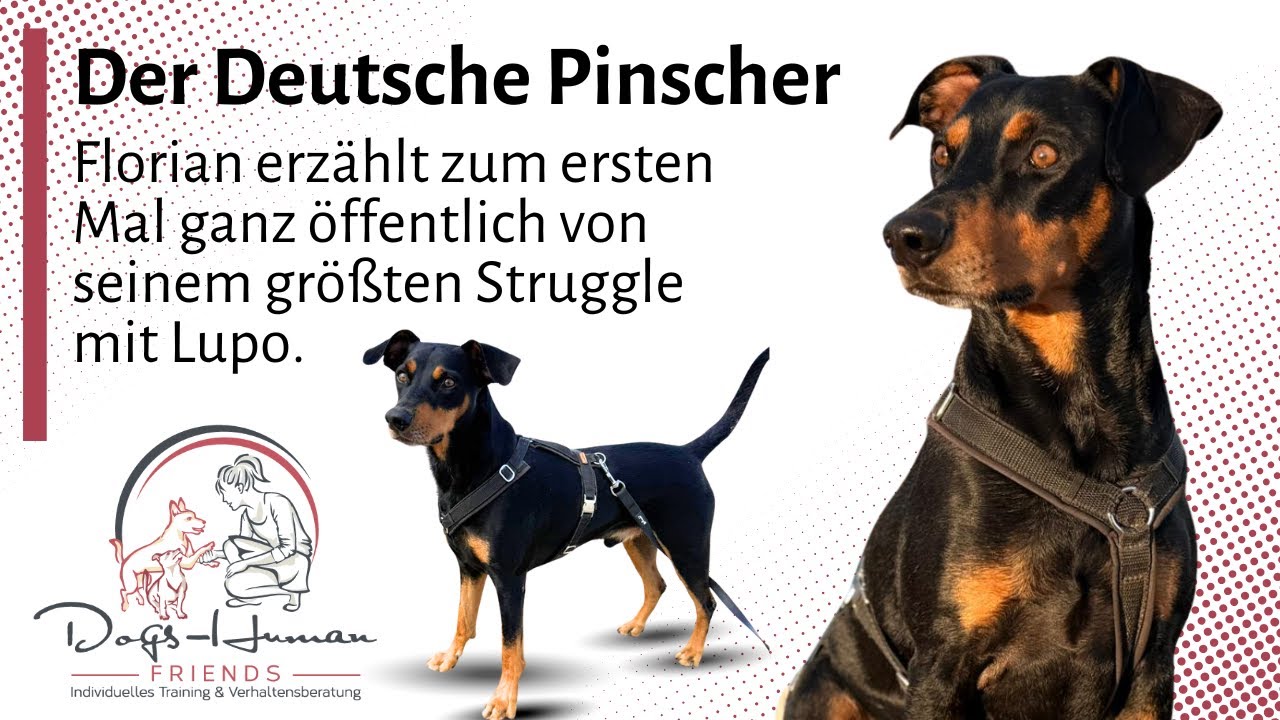 Der Deutsche Pinscher - Florians Hund