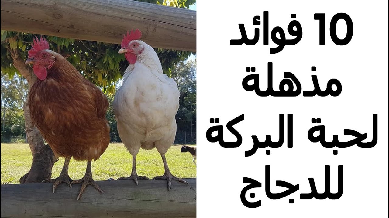 10 فوائد مذهلة لحبة البركة للدجاج مش هتصدق إن حبة البركة فيها كل الفوائد دي للدجاج والطيور هتصدمك