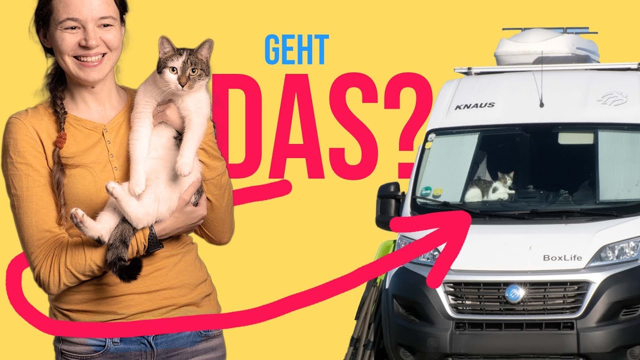 KATZE im WOHNMOBIL: KATASTROPHE?
