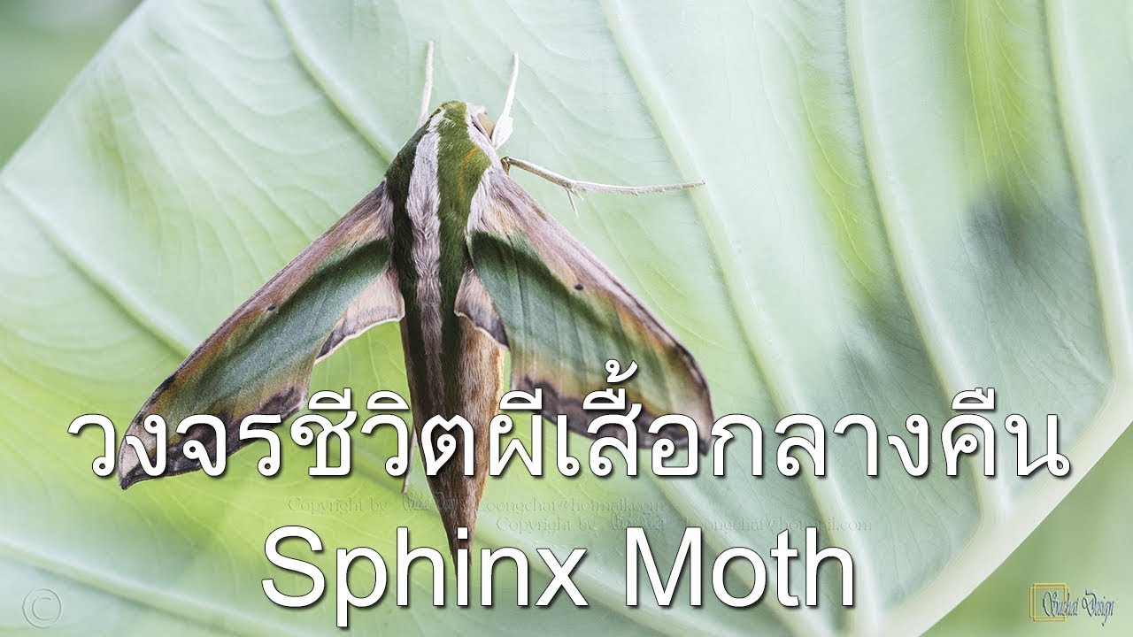 วงจรชีวิตผีเสื้อกลางคืน Sphinx Moth
