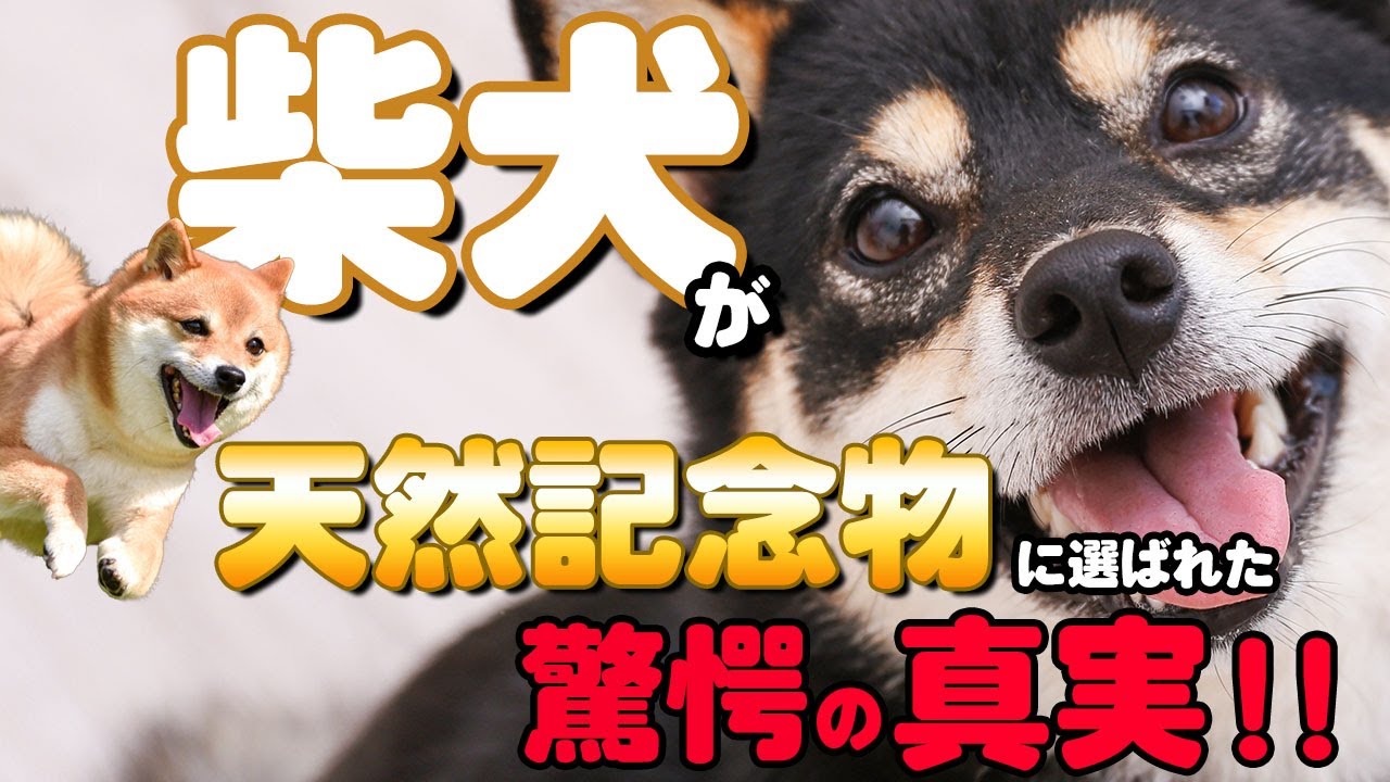 【第三回犬種徹底紹介！】柴好き必見！日本の宝！大昔から人間との家族愛があった！？その真実に感動！？天然記念物指定される理由に納得！！松本秀樹が徹底解明！！！