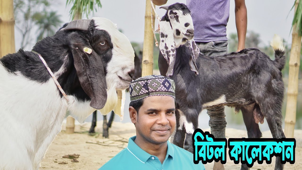 বিটল ছাগল। কম বয়সের খামার উপযোগী বিটল পাঠা ৬ মাস থেকে ২ দাঁতের। Betaal Goat Price in Bangladesh