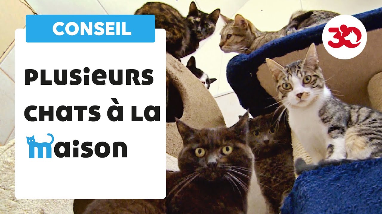 La cohabitation des chats
