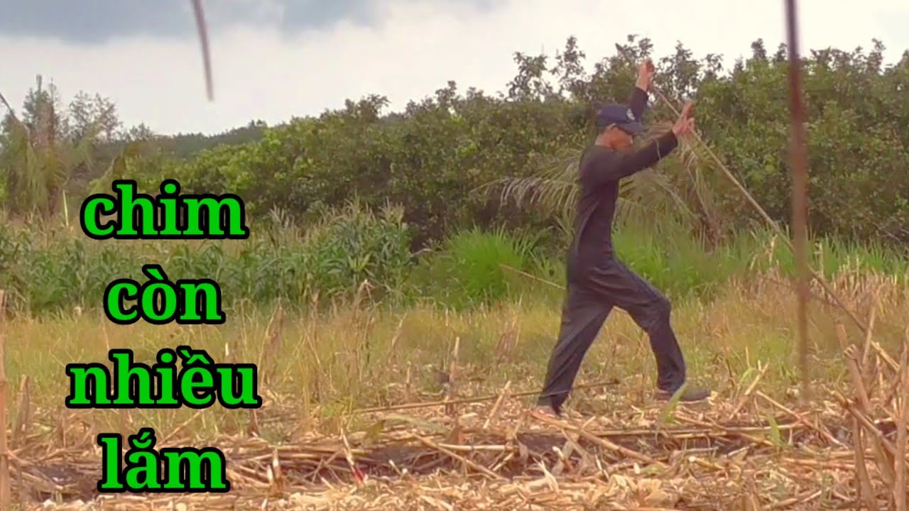 Lưới úp bất ngờ đụng phải bầy cu gáy rất đông tại Cẩm đường đồng nai..
