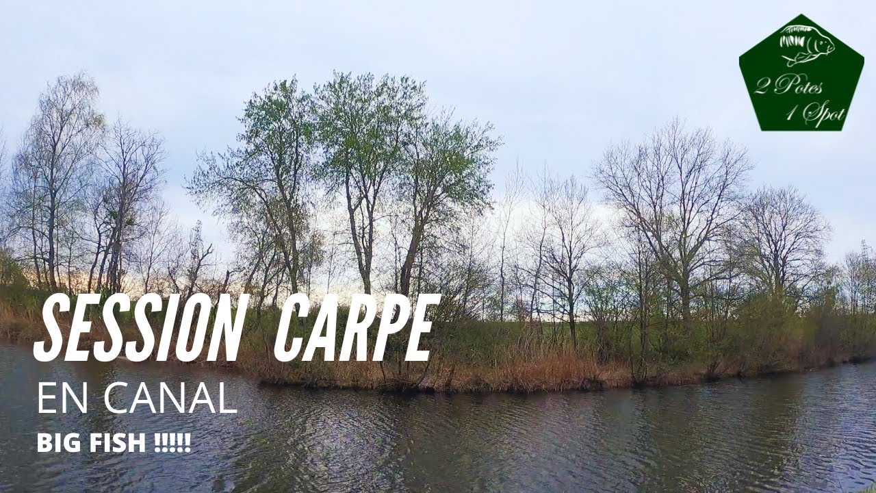 Pêche de la carpe // Session poissonneuse en canal (big fish)