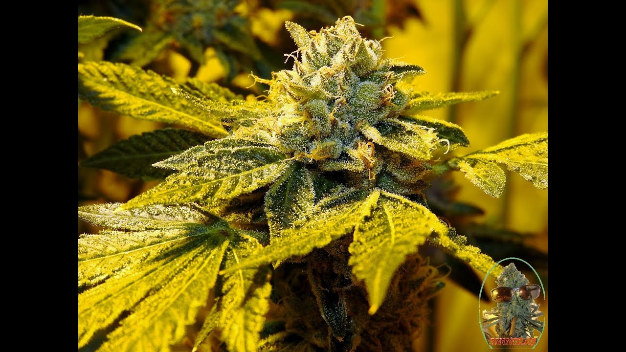 GML DEATH BUBBA DAY 56