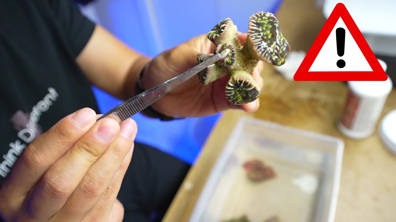 网购珊瑚需要注意的地方！
