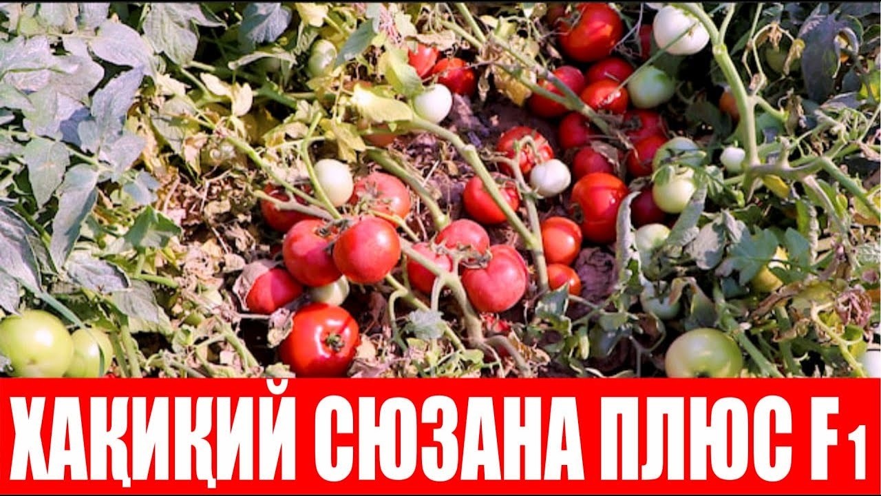 Сюзана Плюс F1: Бақувват палак, юқори ҳосилдор ва давомий мева берар экан (Suzana Plus F1-Sakata)