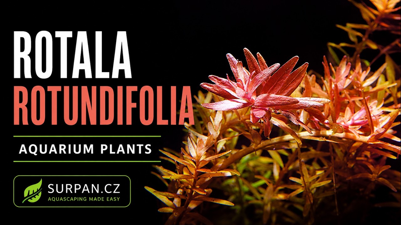 Rotala rotundifolia - Kolovka rotundifolia - Akvarijn&iacute; rostliny | SURPAN.cz