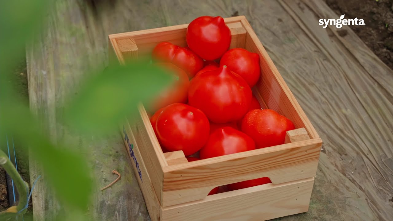 Tomate cu mucron - Pekonet F1 (toleranță la TSWV)