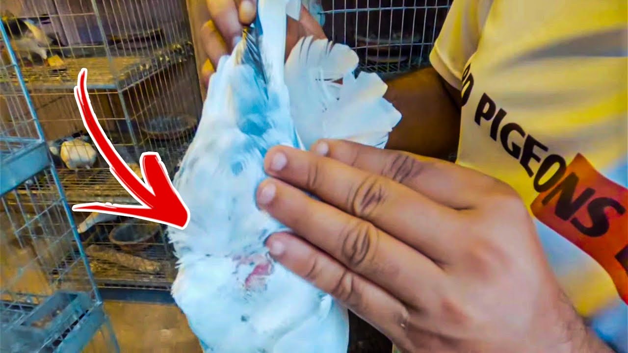 কি কি লক্ষণ দেখে বুঝবেন কবুতর ডিম পাড়বে!