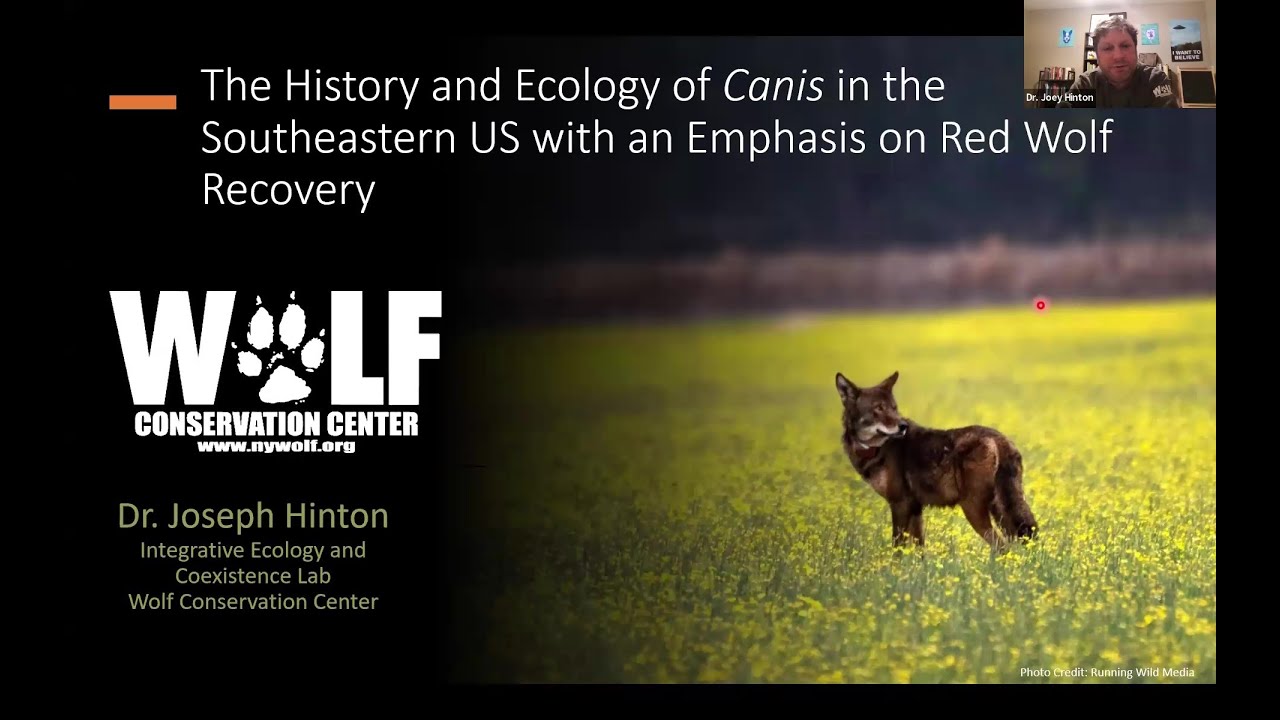 The History and Ecology of Canis in the Southeastern US with an Emphasis on Red Wolf Recovery