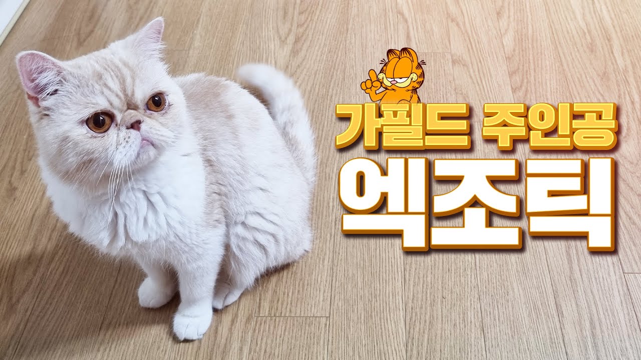 만화 가필드의 주인공 엑조틱 고양이를 소개 합니다 - 펫스팟 고양이정보
