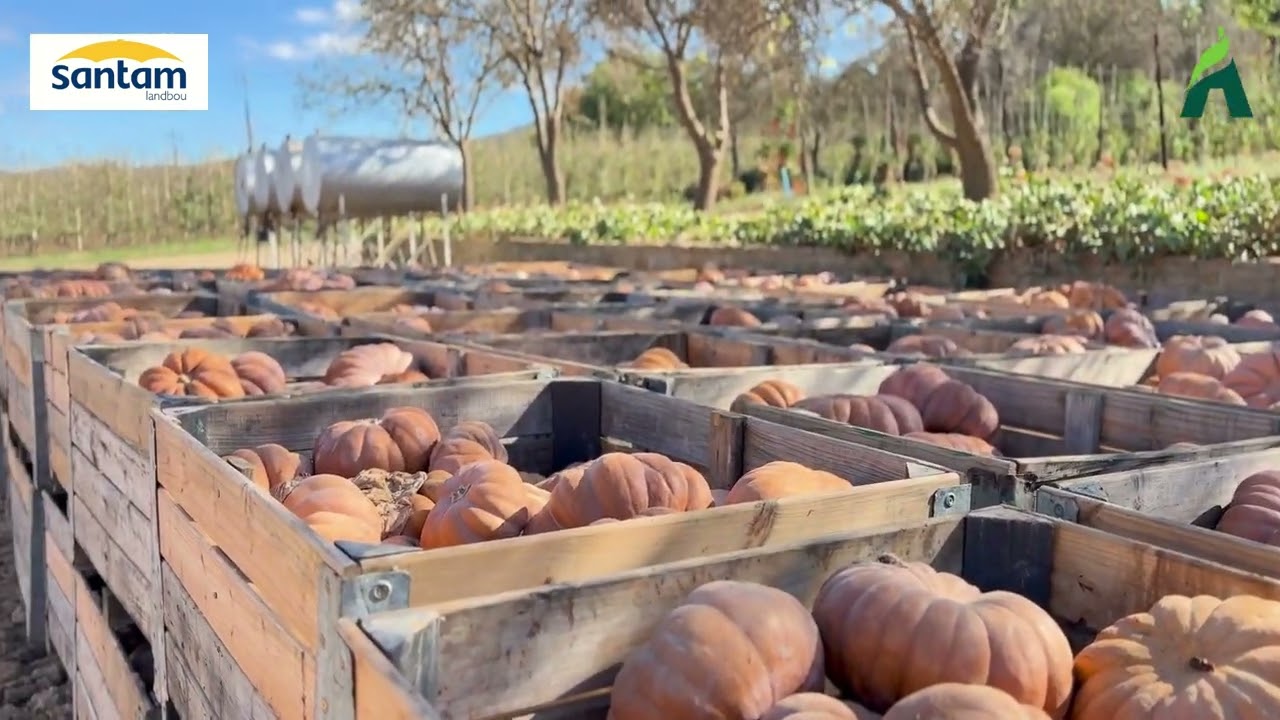 Jaco Bruwer | Agri Wes-Kaap Santam Jongboer 2025 finalis