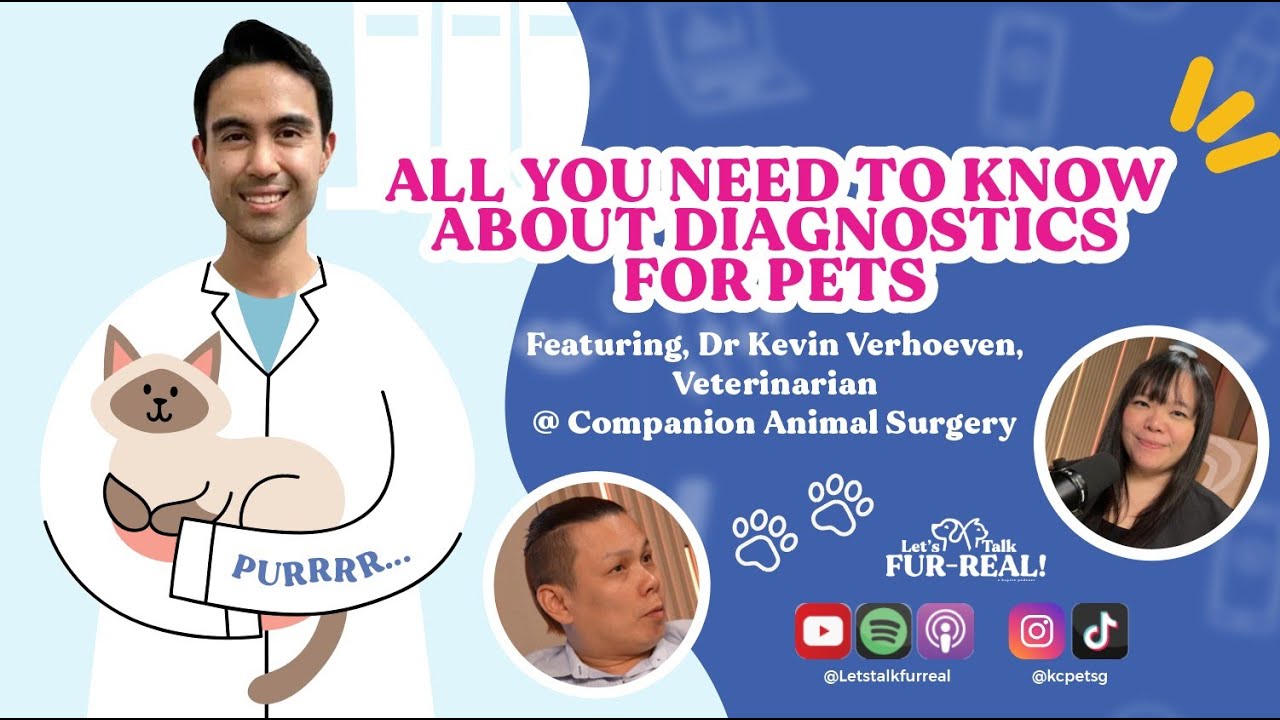 All you need to know about diagnostics for pets