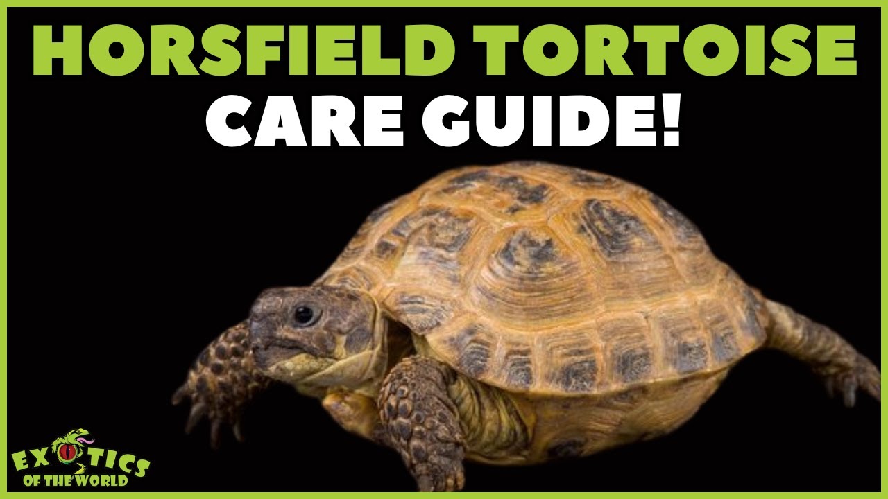 Russian / Horsfield Tortoise Care - How To Take Care Of A Russian / Horsfield Tortoise