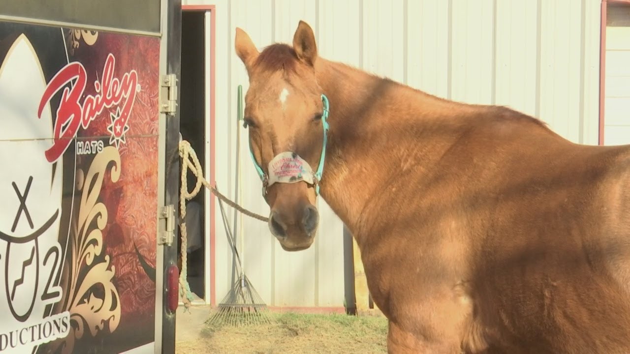 EEE Virus spreads throughout Palmetto State impacting horses