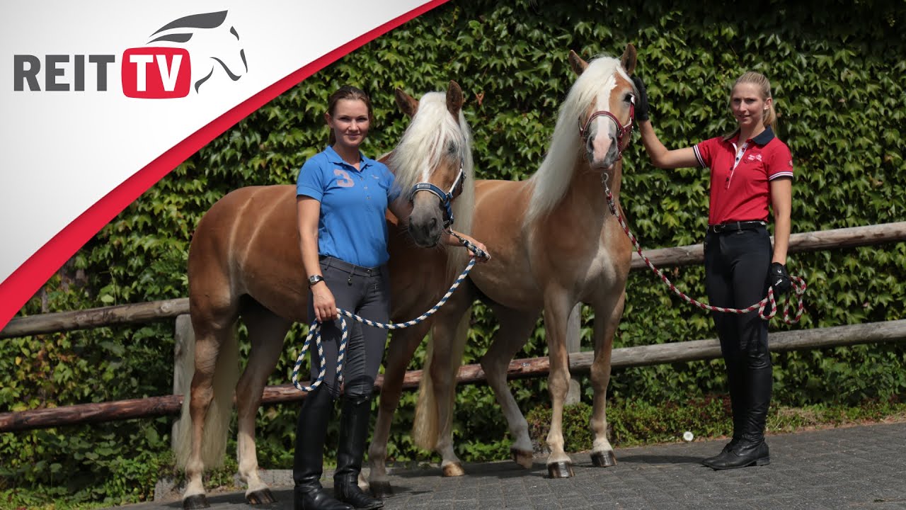 Rasseportrait | Der Haflinger