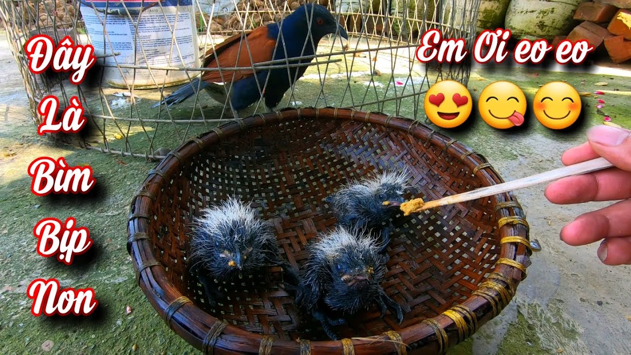 Gia Đình Bìm Bịp Đón Thêm 3 Thành Viên Đặc Biệt / Quế Nghịch