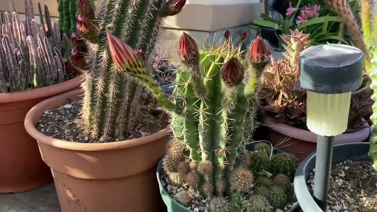 Cactus en Botones