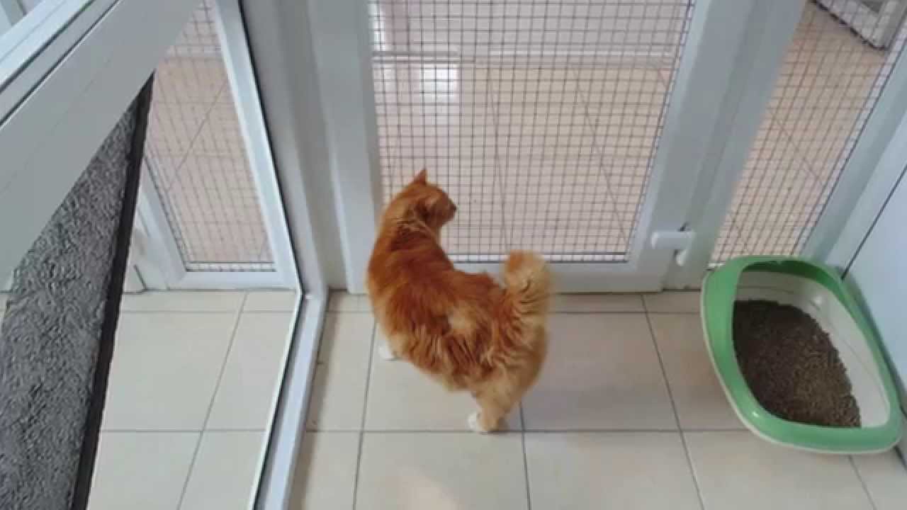 Hedgerows UPVc Cattery by Peticular Pens