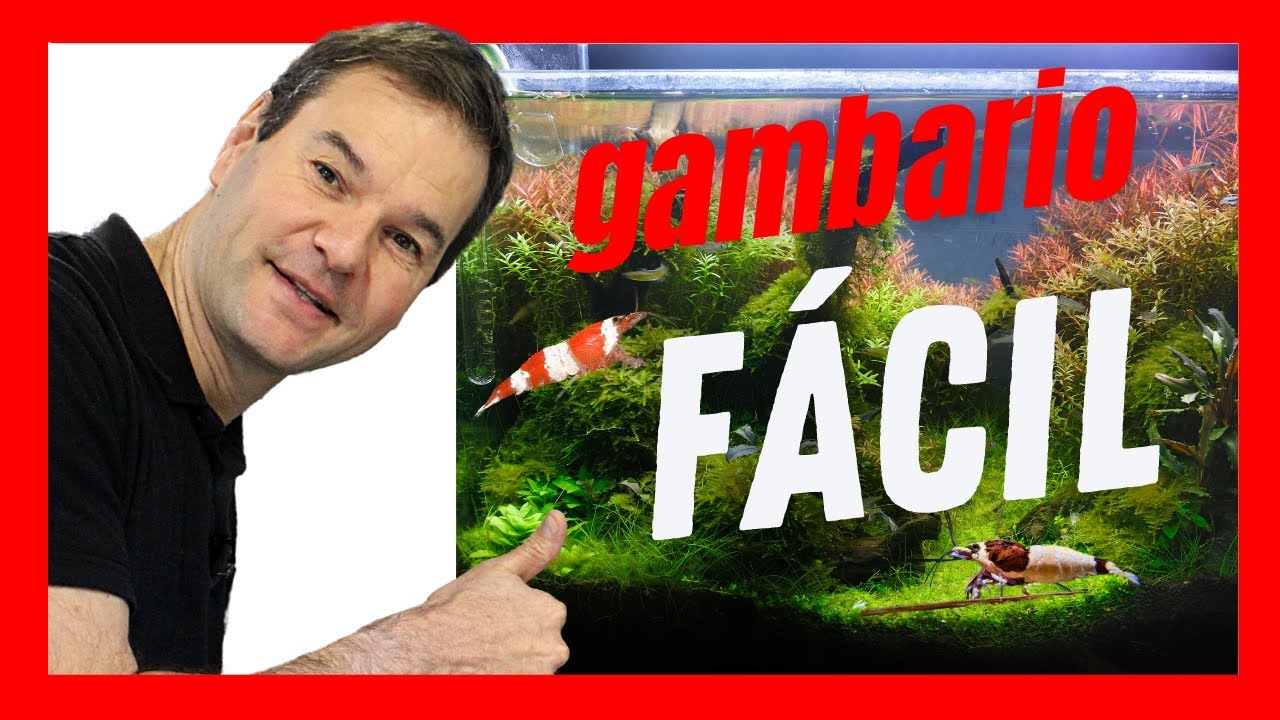 Gambarios: PEQUE&Ntilde;OS, ECON&Oacute;MICOS y F&Aacute;CILES de mantener🌱🤩