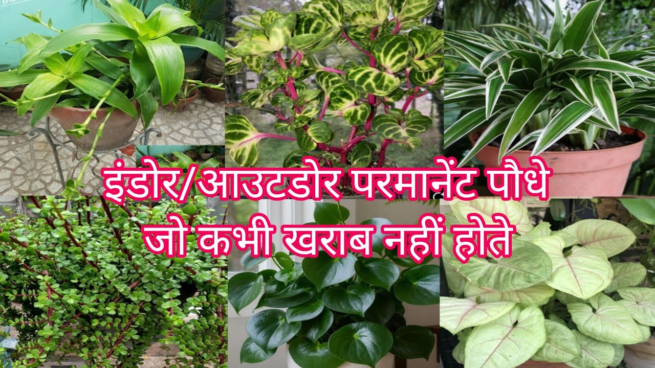 ये इंडोर/आउटडोर परमानेंट पौधे जो कभी खराब नहीं होते 🌵 है 🥀✨💐