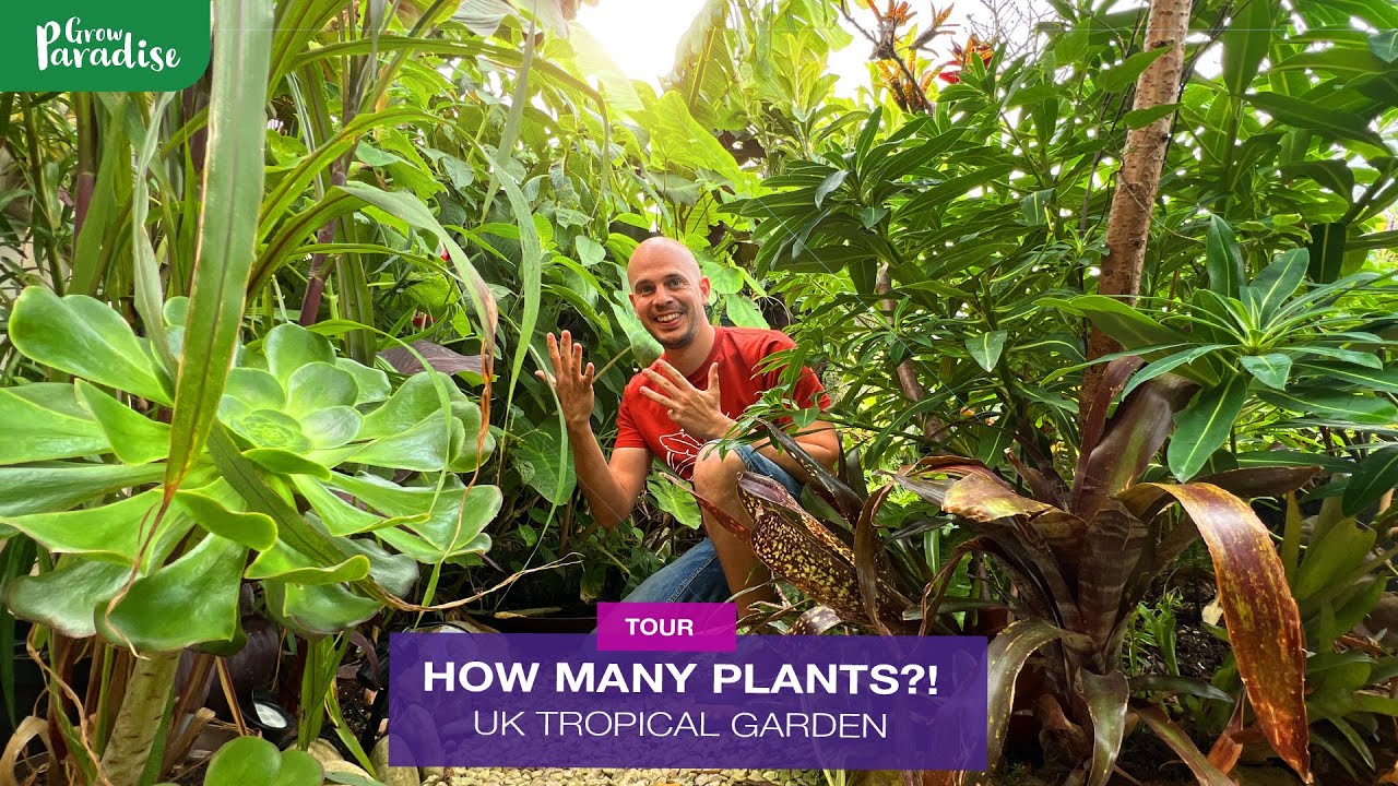 What grows in our UK tropical garden - OVER 50 PLANT NAMES!